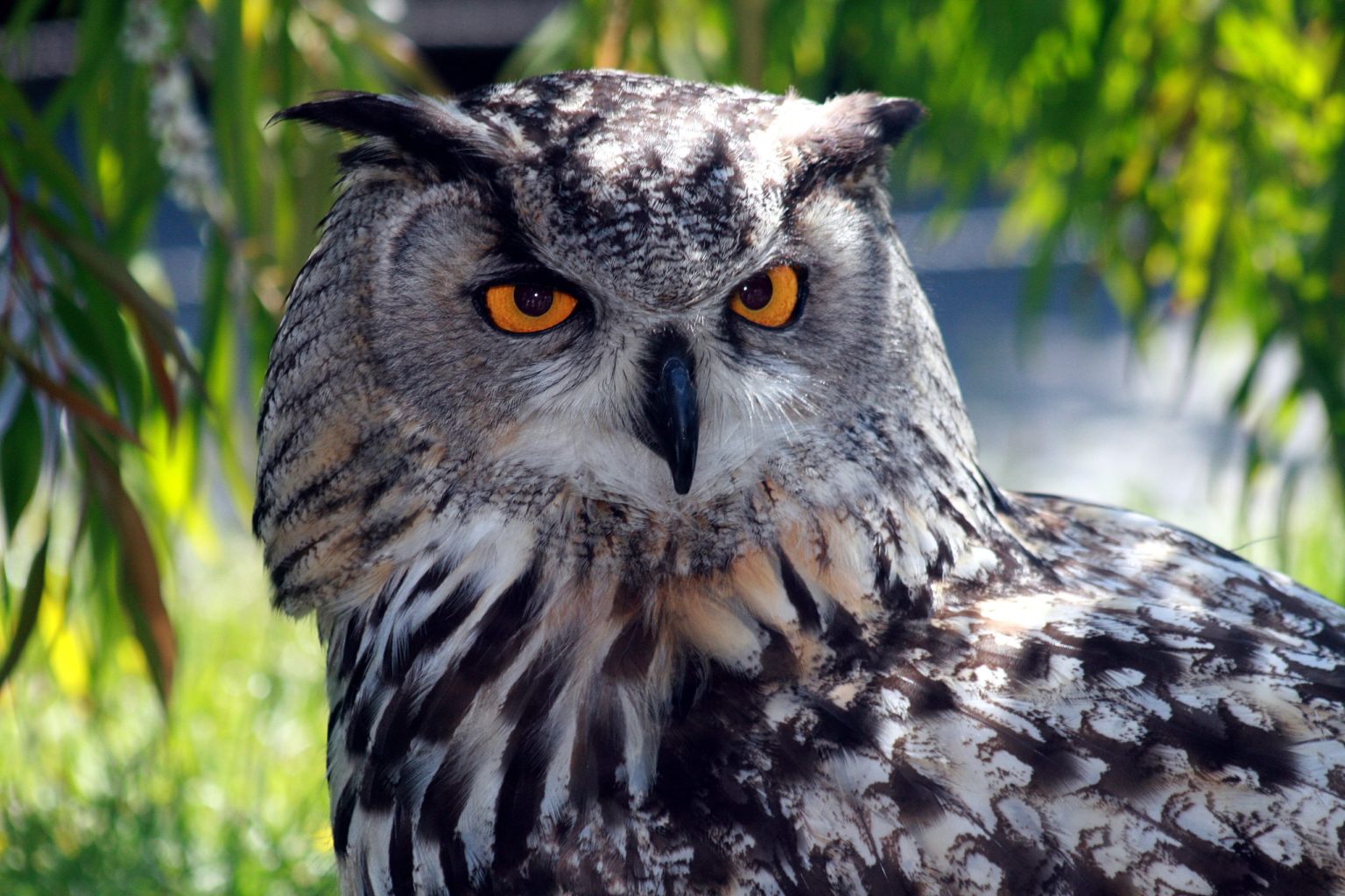 Eagle Owl Wikimedia 1536x1024 