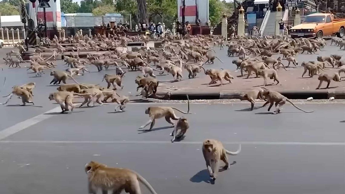 Macaque-apekatter i Lop Buri provins, Thailand