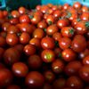Pris på cherrytomater i EU-land er 8 kroner kiloen; hos Rema i Norge koster de 185
